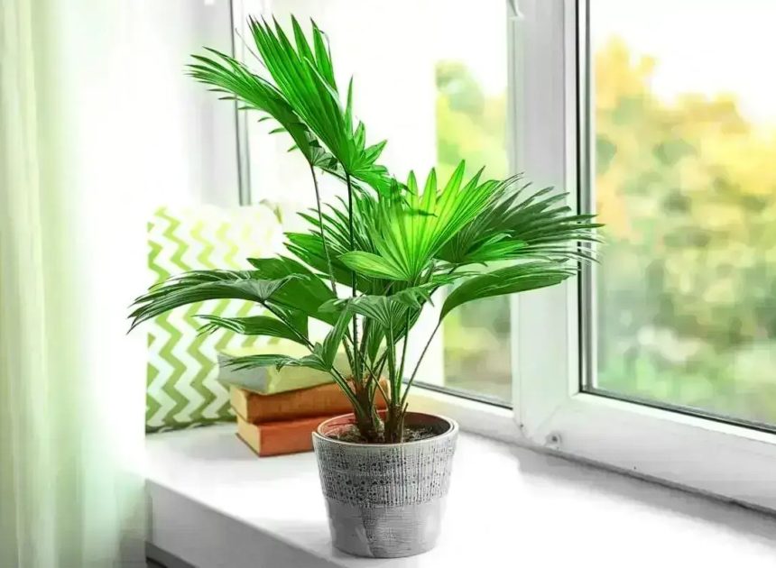 10 melhores plantas para o seu apartamento